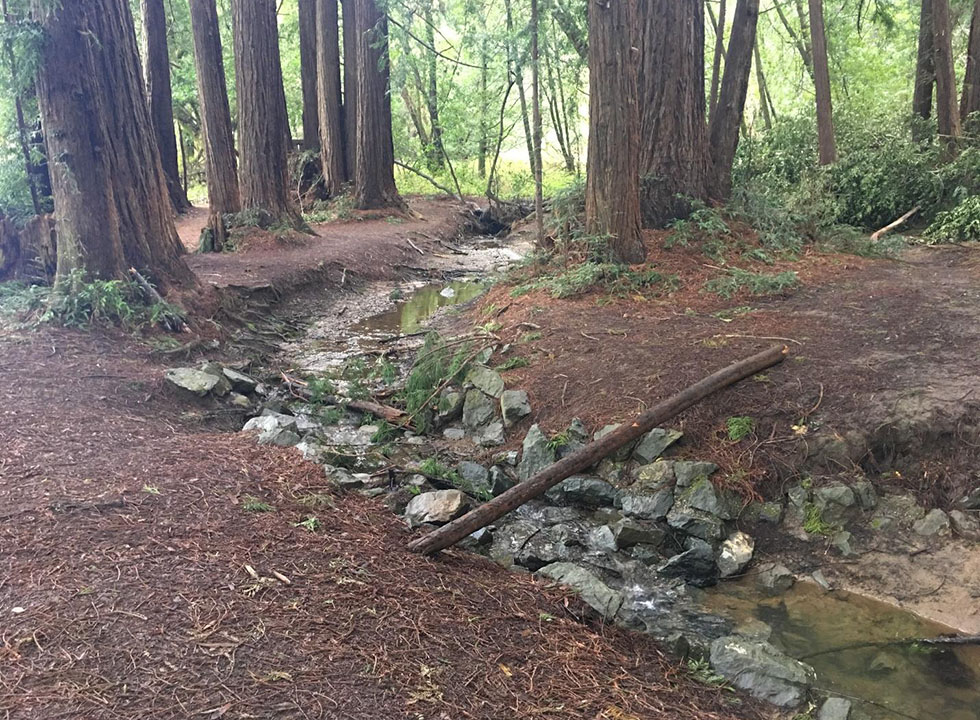 Creek running through a redwood forest, with bare, eroding banks